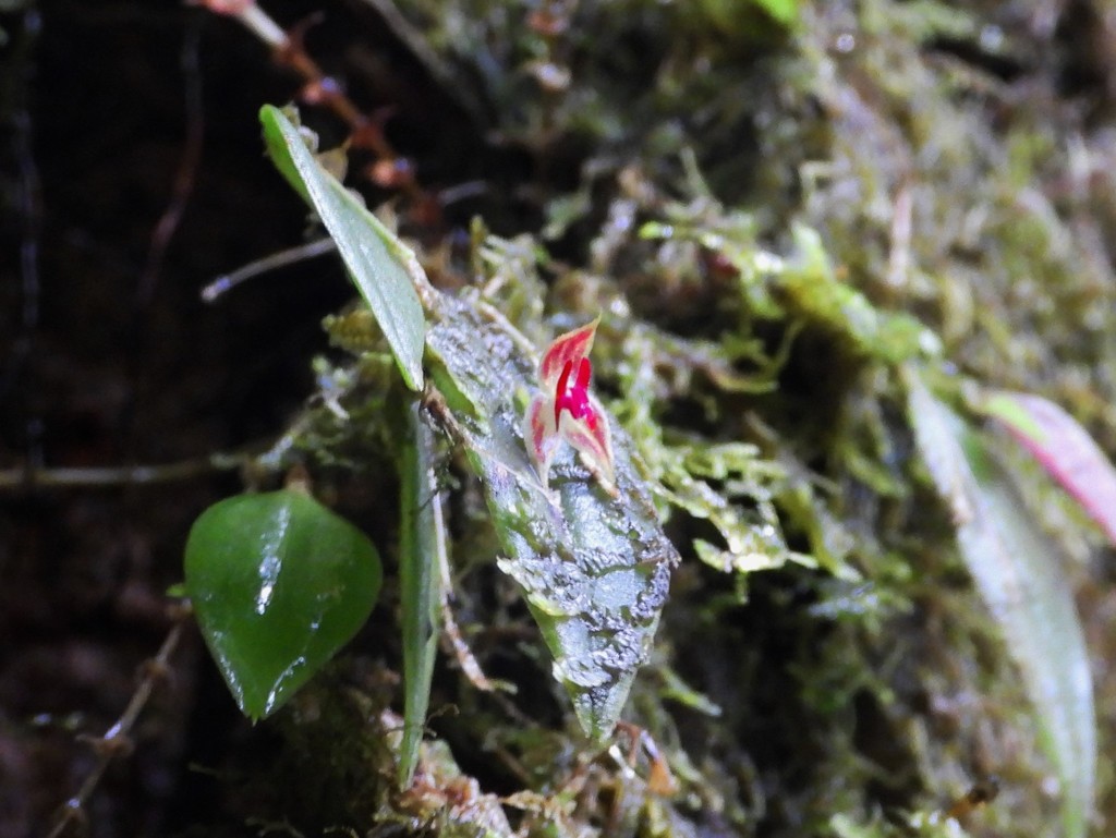 Lepanthes cribbii