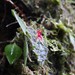 Lepanthes cribbii - Photo (c) amantedarmanin, some rights reserved (CC BY-NC)
