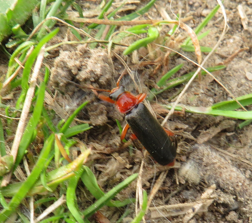 Cantharis pellucida