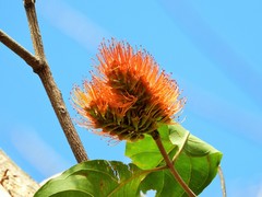 Combretum fruticosum