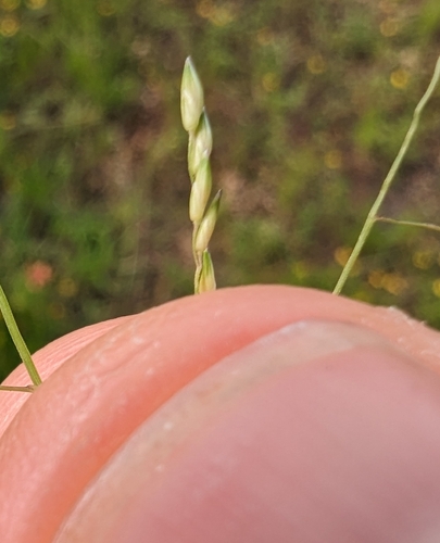 West Indian Panicgrass (Panicum diffusum)