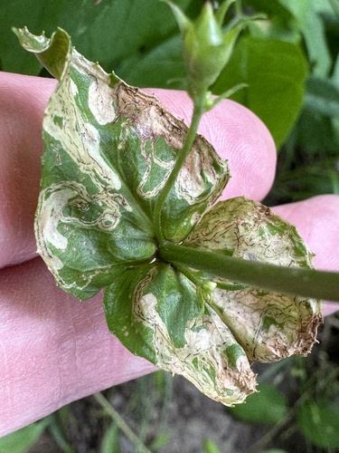 Phytomyza penstemonis