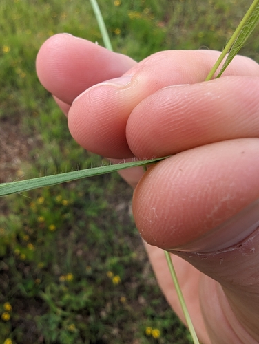 Image of Panicum diffusum by (c) Cleveland Powell, some rights reserved (CC BY)