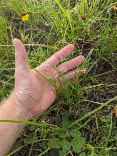 Image of Panicum diffusum by (c) Cleveland Powell, some rights reserved (CC BY)