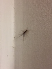 Scutigera coleoptrata