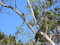 Combretum fruticosum