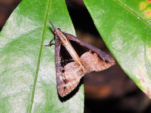 Hypena livia