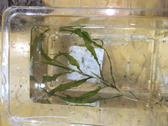 Potamogeton gramineus