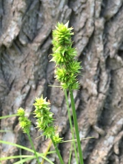 Carex sparganioides