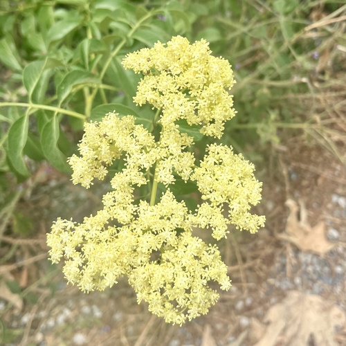 iNaturalist observation photo of blue elder