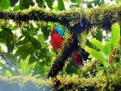 Pharomachrus mocinno costaricensis
