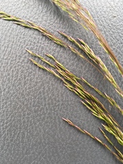 Deschampsia elongata