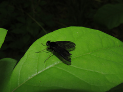 Chrysopilus velutinus