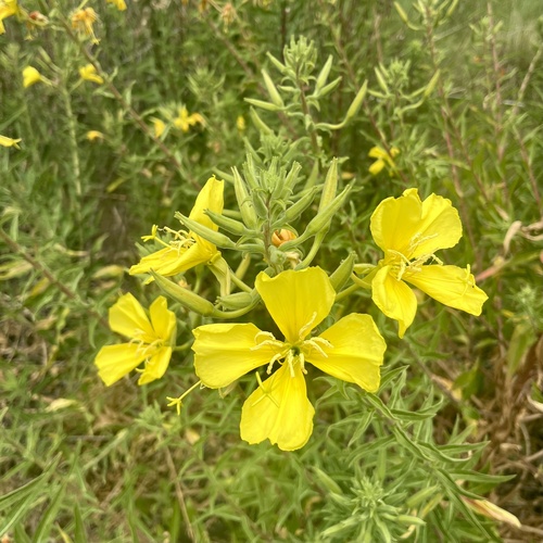 iNaturalist observation photo of tall evening primrose