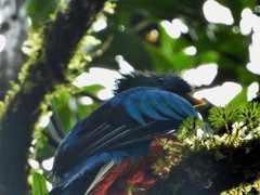 Pharomachrus mocinno costaricensis