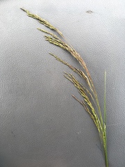 Deschampsia elongata