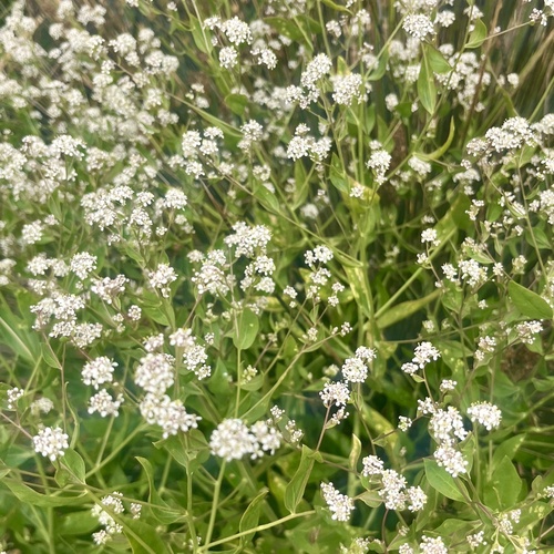 iNaturalist observation photo of broadleaved pepperweed