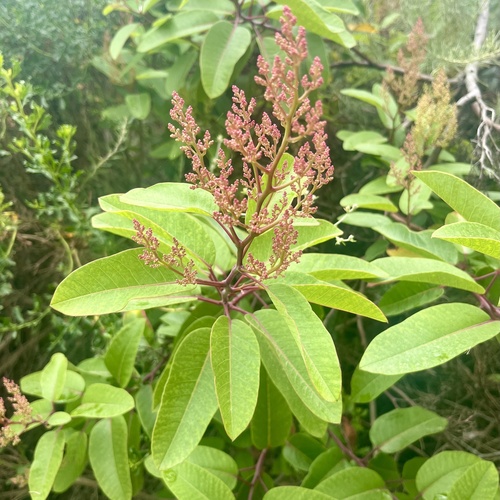 iNaturalist observation photo of laurel sumac