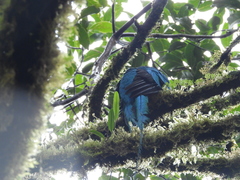 Pharomachrus mocinno costaricensis