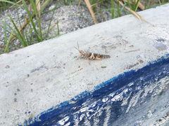 Acrididae