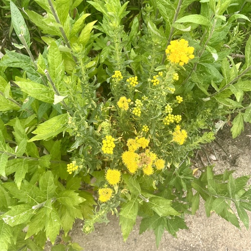iNaturalist observation photo of Coastal Goldenbush