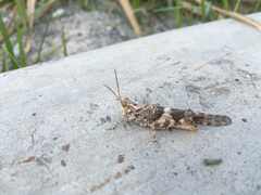 Acrididae
