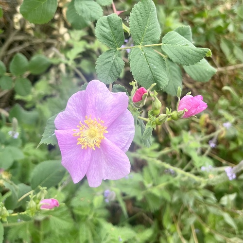 iNaturalist observation photo of California Wild Rose