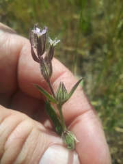 French Catchfly (Silene gallica)