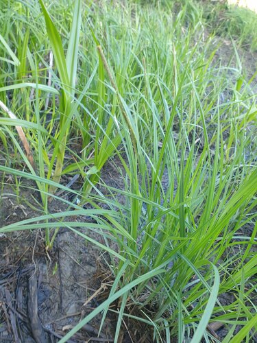 Carex recta