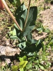 Bupleurum rotundifolium