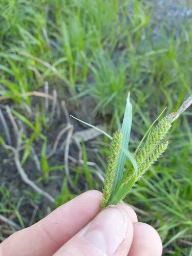 estuary sedge (Carex recta)