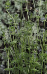 Cruciata pedemontana