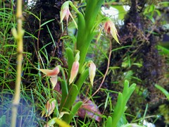 Maxillaria umbratilis