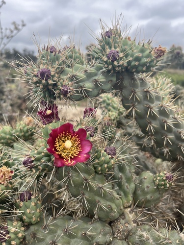 iNaturalist observation photo of Coast Cholla