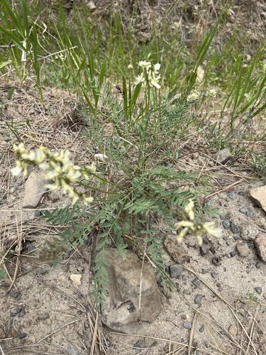 Image of Astragalus reventiformis by no rights reserved