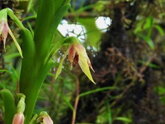 Maxillaria umbratilis