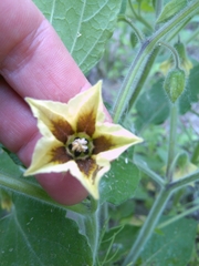 Physalis heterophylla