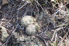 Coryphantha compacta