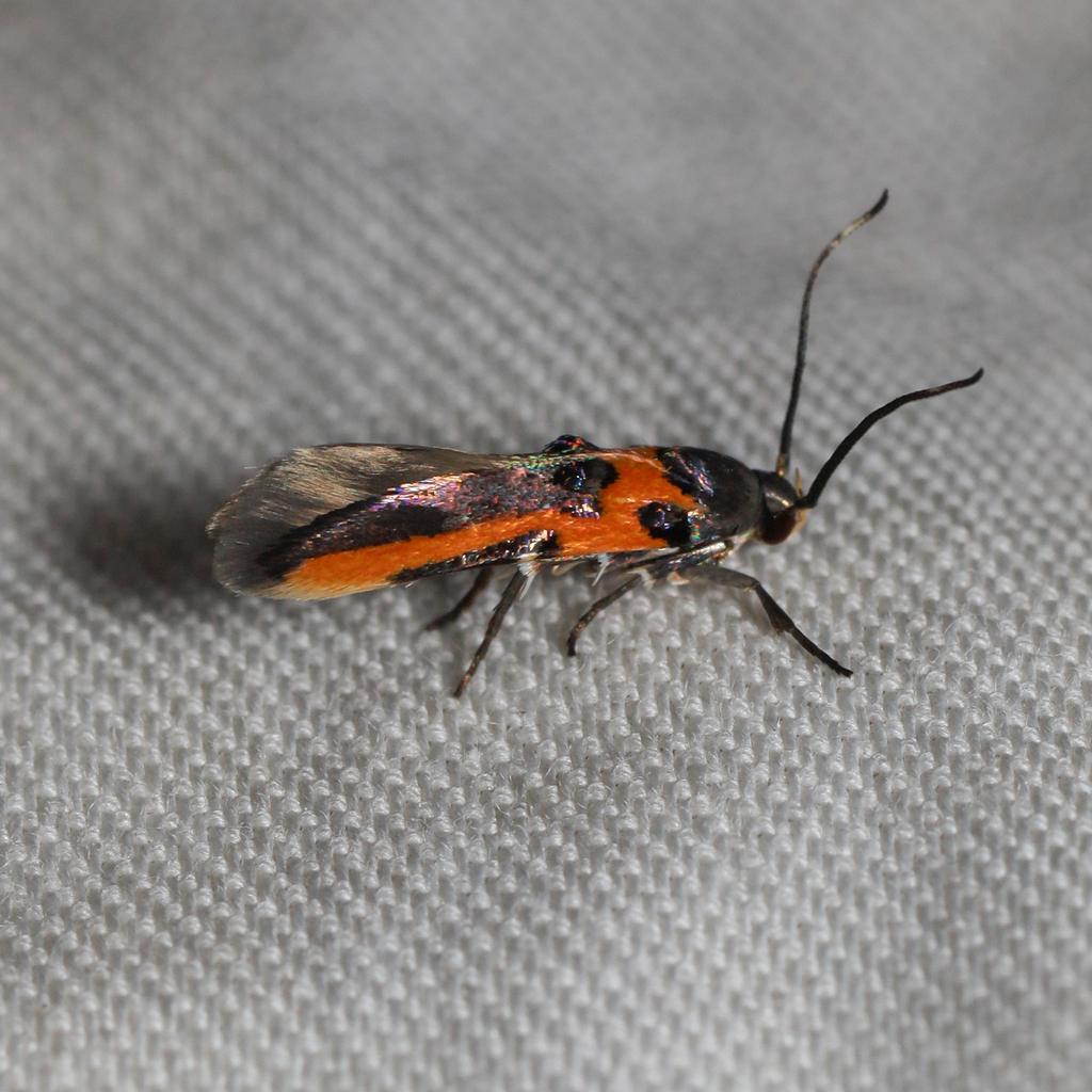 Kermes Scale Moth