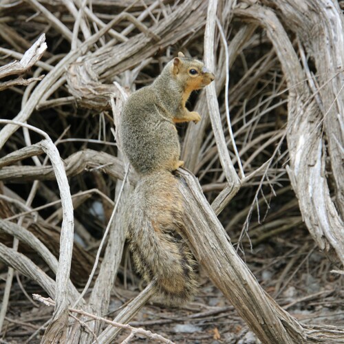 iNaturalist observation photo of Eastern Fox Squirrel