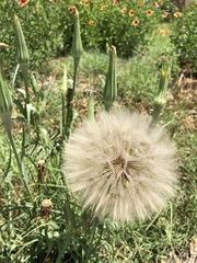Tragopogon dubius