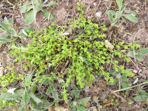 Plikasis skleistenis