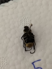 Trichiotinus texanus