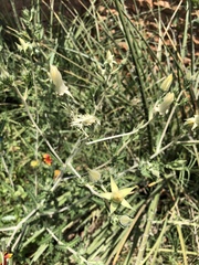 Mentzelia strictissima