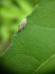 Aphrastus taeniatus