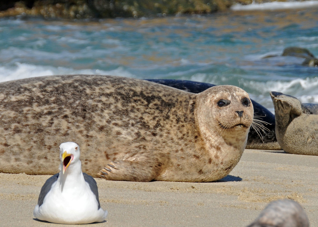 Pacific Harbor Seal (California Central Coast) · iNaturalist