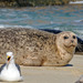 Pacific Harbor Seal - Photo (c) Rebecca Cruz, some rights reserved (CC BY-NC-ND), uploaded by Rebecca Cruz