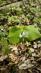 Trillium