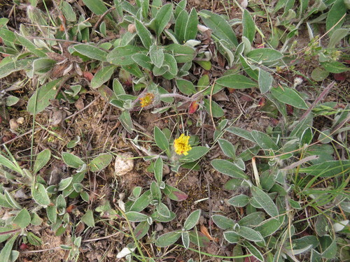 Vienagraižė vanagutė