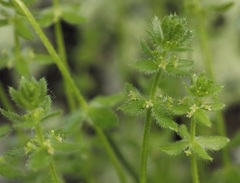 Cruciata pedemontana